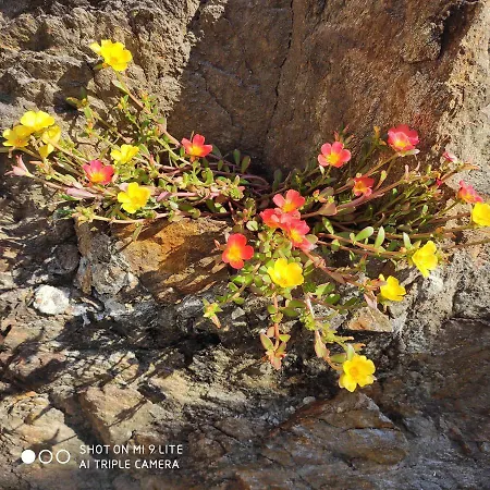 Casa Il Glicine Dom wakacyjny Casale Corte Cerro