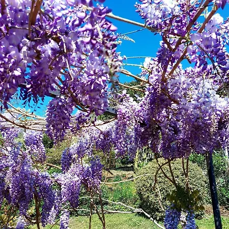 Casa Il Glicine 카살레 코르테 세로